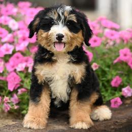 Jenga - Tri-color female Bernedoodle puppy in Dundee, Ohio from Down Home Doodle