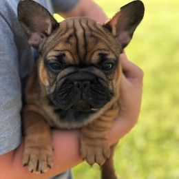French Bulldog Puppies from North Idaho Frenchies
