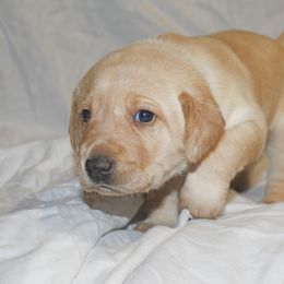 Labrador Retriever Puppies from Deep Hollow Labrador Retrievers