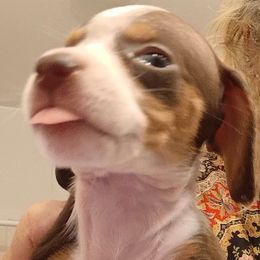 Miss Maya - Chocolate and tan female Dachshund puppy in Pahrump, Nevada from Heaven Sent Doxies