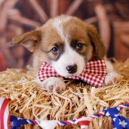 Pembroke Welsh Corgi Puppies from Big Sky Corgis