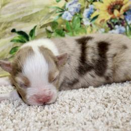 Red Merle - Red merle female Miniature Australian Shepherd puppy in Ronan, Montana from Dirt Road Aussie’s of Montana