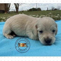 CCF2 - Cream female Dachshund puppy in Carthage, Texas from Rafter C Ranch Doxies