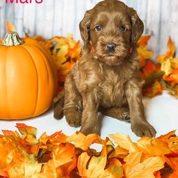 Goldendoodle Puppies from Zink Doodles