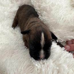 Boy 1 - Brindle male Boxer puppy in Sultan, Kansas from Aphrodite Boxers Von Kesler Haus