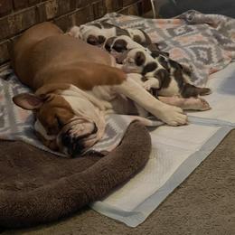 Bulldog Puppies from Tiffany Thelen's Bulldogs