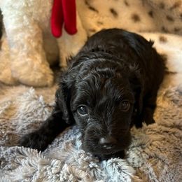 Jack - Black male Havapoo puppy in Olympia, Washington from Che Bella Amore Lagotti