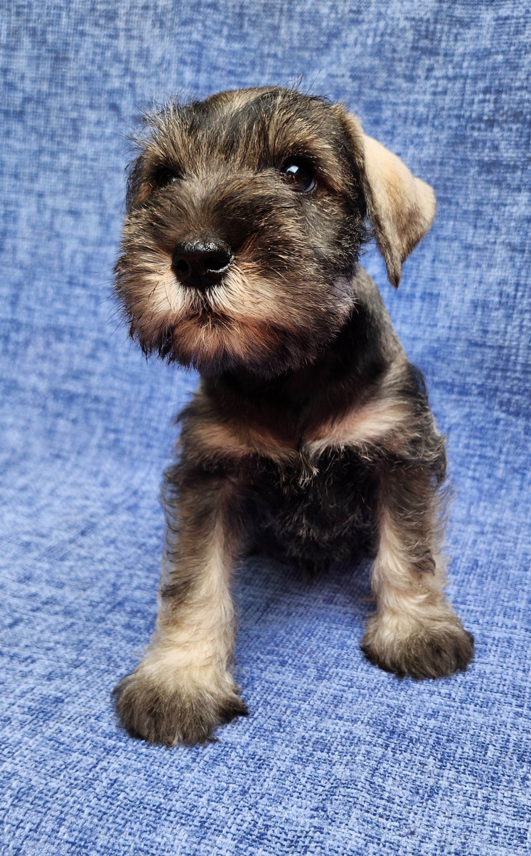 Girl 3 - Miniature Schnauzer puppy in Daphne, Alabama from Fancy Pants Miniature Schnauzers