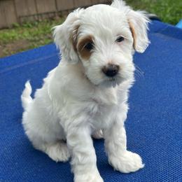 Frosty - Parti male Goldendoodle puppy in Florence, South Carolina from Candy Doodles