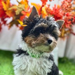 Sparky-2300 AKC - Black tan and white male Biewer Terrier puppy in Douglas, Georgia from Heartland small breeds