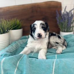 Torrey Pine - White and blue merle female Bordoodle puppy in Valley Center, California from Circle R Valley Bordoodls