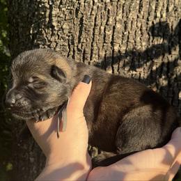 Khal Drogo - Sable male German Shepherd puppy in Chino, California from BlueStone K9