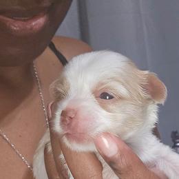 Orian - Parti male Yorkshire Terrier puppy in Atlanta, Georgia from Royal Beauties Yorkies of Atlanta