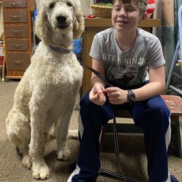 Poodle Puppies from RP Bar Ranch Royal Poodles and Doodles