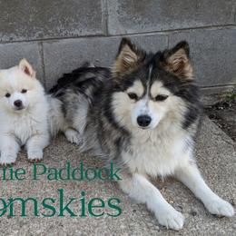Pomsky Puppies from Prairie Paddock Pomskies