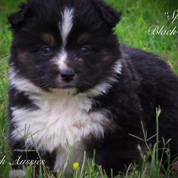 Miniature Australian Shepherd and Toy Australian Shepherd Puppies from Cooper Creek Aussies