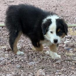 Blaze - Black tri male Miniature American Shepherd puppy in Payson, Arizona from Barnhardt Minis