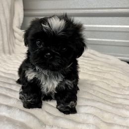 AKC Jazz - Black male Shih Tzu puppy in Elgin, South Carolina from Silver Bells Paw Prints
