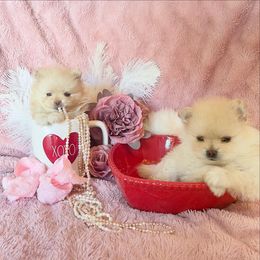 Pomeranian Puppies from Floki & Fibi Pomeranians