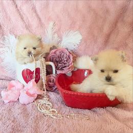Pomeranian Puppies from Floki & Fibi Pomeranians