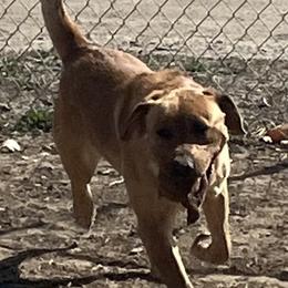 Bailey - Yellow male Labrador Retriever puppy in Worland, Wyoming from Wind River Labrador’s