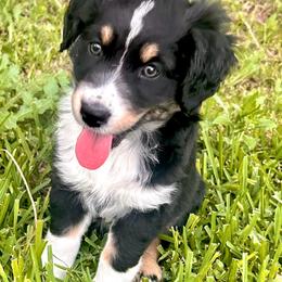 Lance - Black tri-color male Australian Shepherd puppy in Cypress, Texas from Cypress Aussies