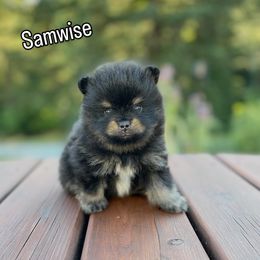Samwise - Black parti male Pomeranian puppy in Roseburg, Oregon from Dbos Furry Friends
