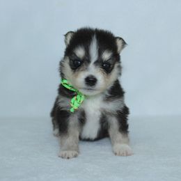 Baby - Black and white male Pomsky puppy in Clarkston, Utah from Red Rock Ranch Breeders