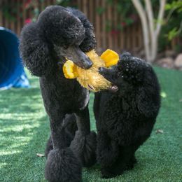 Poodle Puppies from Linden Poodles