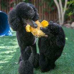 Poodle Puppies from Linden Poodles