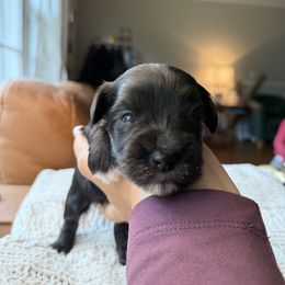 Tom - Black male Miniature Schnauzer puppy in Greenville, South Carolina from Synergy Schnauzers