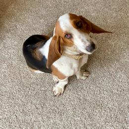 Daisy - Basset Hound