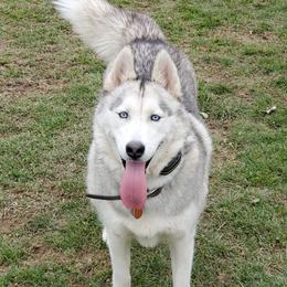 Jazzy - Siberian Husky