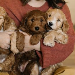 Goldendoodles from Bountiful Doodles