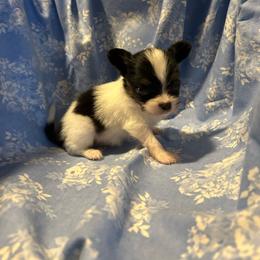 Payson - White black and tan female Papillon puppy in Salina, Utah from Desert Mountain Papillons