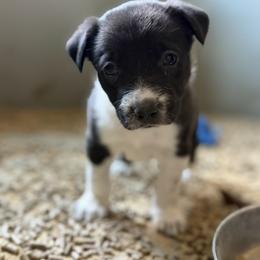 Girl 5 - Black and white female Border Collie puppy in Oroville, California from Coalcyn Kennels