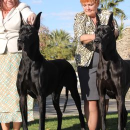 Great Danes from Colra Danes
