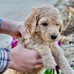 Goldendoodles from Wonderfuldoodles.com
