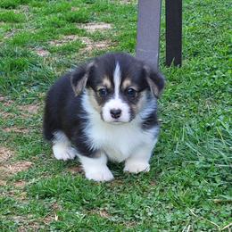 Boy 1 - Pembroke Welsh Corgi puppy in Virginia from Ranch Hand Corgis