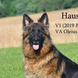 Emma - German Shepherd