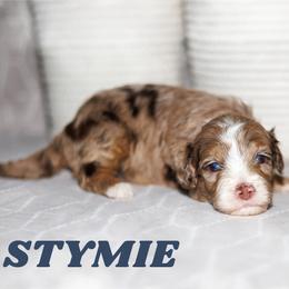 Stymie - Chocolate merle male Bernedoodle puppy in Gilbert, Arizona from Safe Havynn Doodles