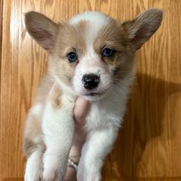 Tucker - White and red male Pembroke Welsh Corgi puppy in Springfield, Missouri from Taylor