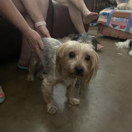 Shorkie All Grown Up from Roover's Oklahoma Shorkies