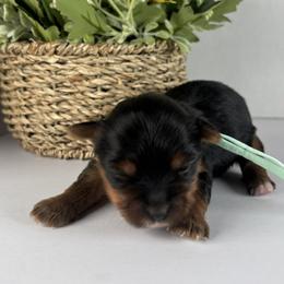 Teal girl - Black and tan female Yorkshire Terrier puppy in Gainesville, Georgia from Country Dog Kennels.