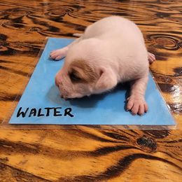 Walter - American Bulldog puppy in Yellville, Arkansas from Offerman Family Bulldogs