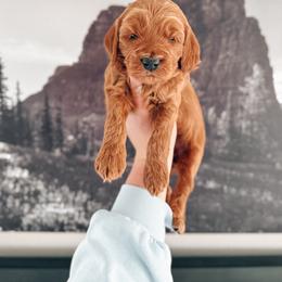 Aussiedoodle and Goldendoodle Puppies from Montana Raised Doodles