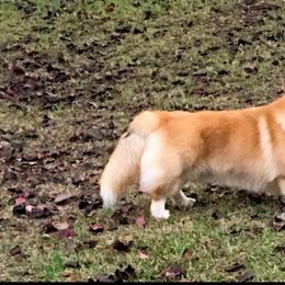 Ivar - Pembroke Welsh Corgi
