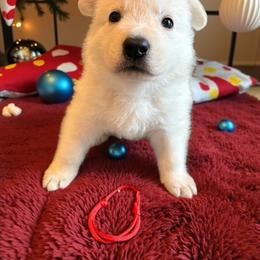 Red Collar  (Ace) - White male Berger Blanc Suisse puppy in Rice Lake, Wisconsin from Windswept White Swiss Shepherds