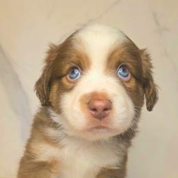 Jolly - Red tri male Toy Australian Shepherd puppy in Bethany, Oklahoma from Donna's Toy & Mini Aussies