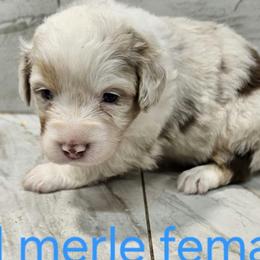 Ella f6 blue - Red merle female Australian Shepherd puppy in Arbela, Missouri from County Line Aussies
